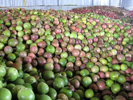 BẤP BÊNH CHANH DÂY