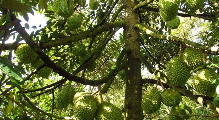 Tiền Giang: Sầu riêng bán tại vườn tăng cao