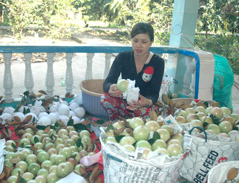 Mỹ chính thức nhập khẩu vú sữa của Việt Nam