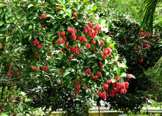 Chôm chôm nghịch vụ rẻ như bèo