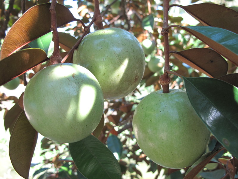 Sau 10 năm đàm phán, lô vú sữa miền Tây đầu tiên được đi Mỹ